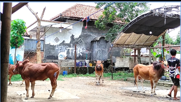 Aktifitas Pelombaan Sapi Kerap Lumpuh Selama Covid-19