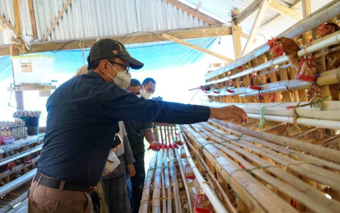 PT Semen Tonasa Bantu Usaha Ayam Petelur Tumbuh Pesat