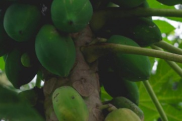 Manfaat Buah Pepaya Muda untuk Asam Urat