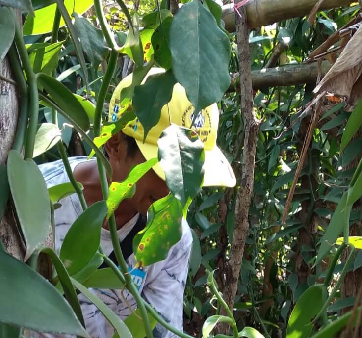 Dairi Siap Jadi Kabupaten Vanili Premium Pertama di Sumatera