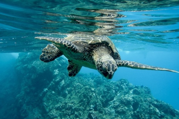 Bunaken Obyek Wisata Terbaik Sulawesi Utara