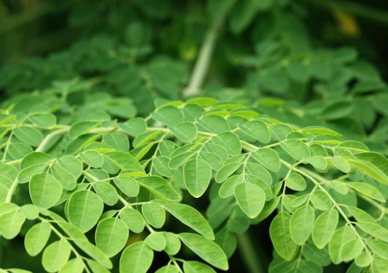 10 Manfaat Daun Kelor Untuk Kesehatan