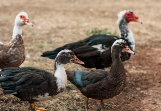 Panduan Praktis Cara Ternak Bebek untuk Pemula