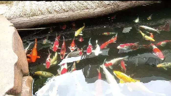 Ikan Mas: Keindahan, Manfaat, dan Budidaya