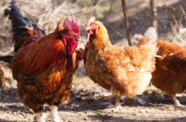 Panduan Lengkap Merawat Ayam Petelur: Tips dan Trik yang Efektif