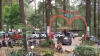 Hutan Wisata Pinus Malino Panorama Alam yang Menakjubkan