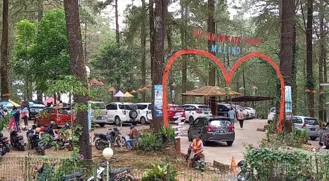 Hutan Wisata Pinus Malino Panorama Alam yang Menakjubkan