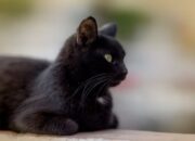 Keunikan Kucing Hitam dalam Mitos dan Kenyataan