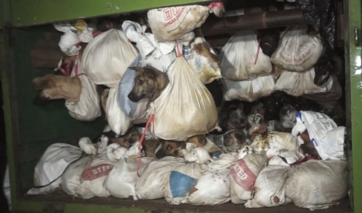Polrestabes Semarang Tangkap 5 Pelaku Pengiriman 226 Ekor Anjing ke Solo