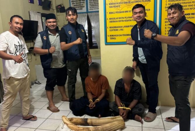 Bawa Gading Gajah, Dua Warga Pidie Ditangkap