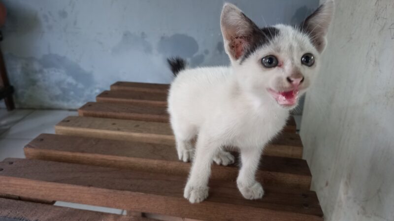 Akibat Kucing Sering Dikandangi