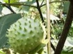 Bahaya Kecubung, Dampak dan Langkah Pencegahan