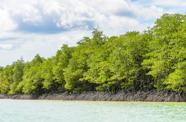 Mangrove sebagai Benteng Alami Melawan Bencana Alam