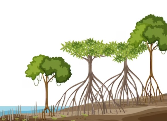 Peran Mangrove dalam Mitigasi Perubahan Iklim
