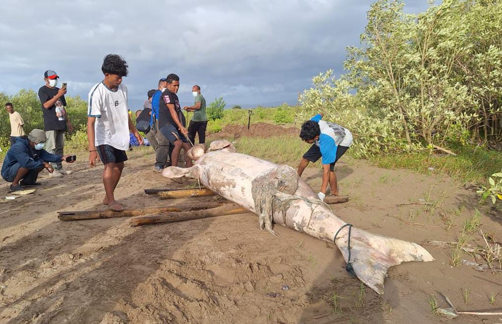 Duyung Terdampar di Kupang, Membengkak dan Usus Terburai