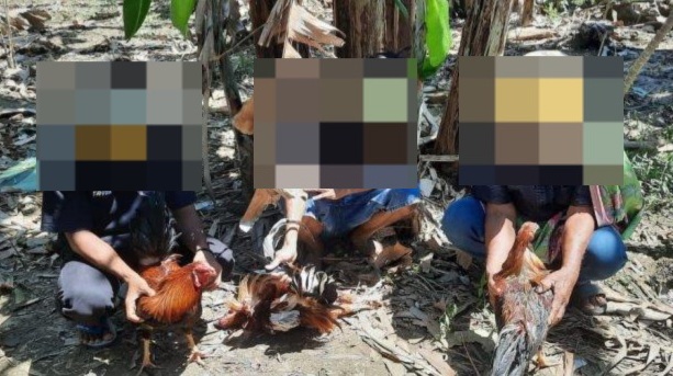 Polisi Ciduk Pelaku Sabung Ayam di Barru, Tiga Warga dan Enam Motor Disita