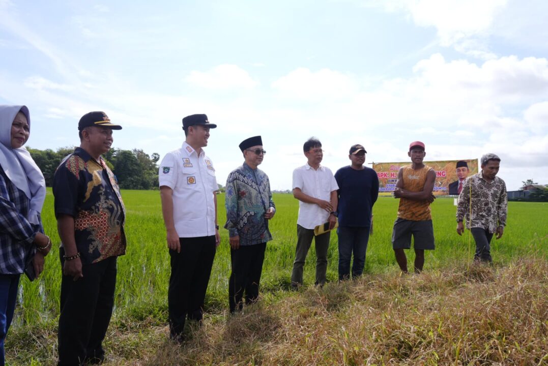 Tamsil Linrung Pantau Pertanaman Padi di Labakkang