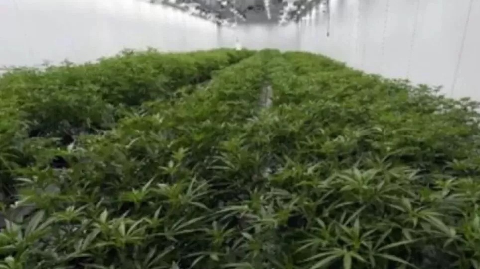 Penggerebekan Kebun Ganja Hidroponik di Bali, Satu WNA Jadi DPO