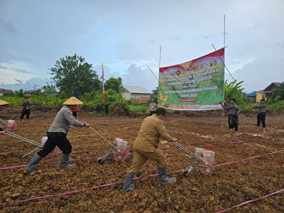 Sinergi Pemerintah dan Warga Kukar Tanam Jagung Hibrida