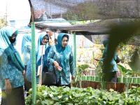 TP PKK Makassar Tinjau Kebun Aku Hatinya PKK di 15 Kecamatan