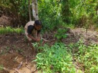 Petani Sayur di Sorong Selatan Gagal Panen