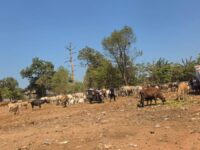 TPA Tamangapa Makassar Mulai Berbenah, Ratusan Sapi Ditata di Ranch
