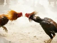 Arena Sabung Ayam di Belakang Kampus Politani Pangkep Digerebek