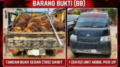 Dua terduga pelaku pencurian 1,15 ton sawit diamankan Polsek Sangkulirang Kutai Timur
