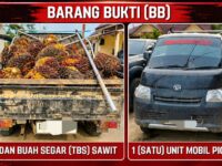 Dua terduga pelaku pencurian 1,15 ton sawit diamankan Polsek Sangkulirang Kutai Timur