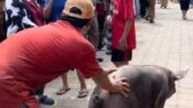 Puluhan Tahun Dikeluhkan Warga, Peternakan Babi di Makassar Akhirnya Ditertibkan