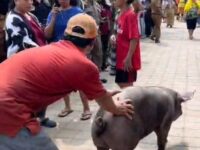 Puluhan Tahun Dikeluhkan Warga, Peternakan Babi di Makassar Akhirnya Ditertibkan
