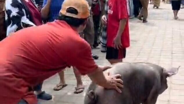 Puluhan Tahun Dikeluhkan Warga, Peternakan Babi di Makassar Akhirnya Ditertibkan